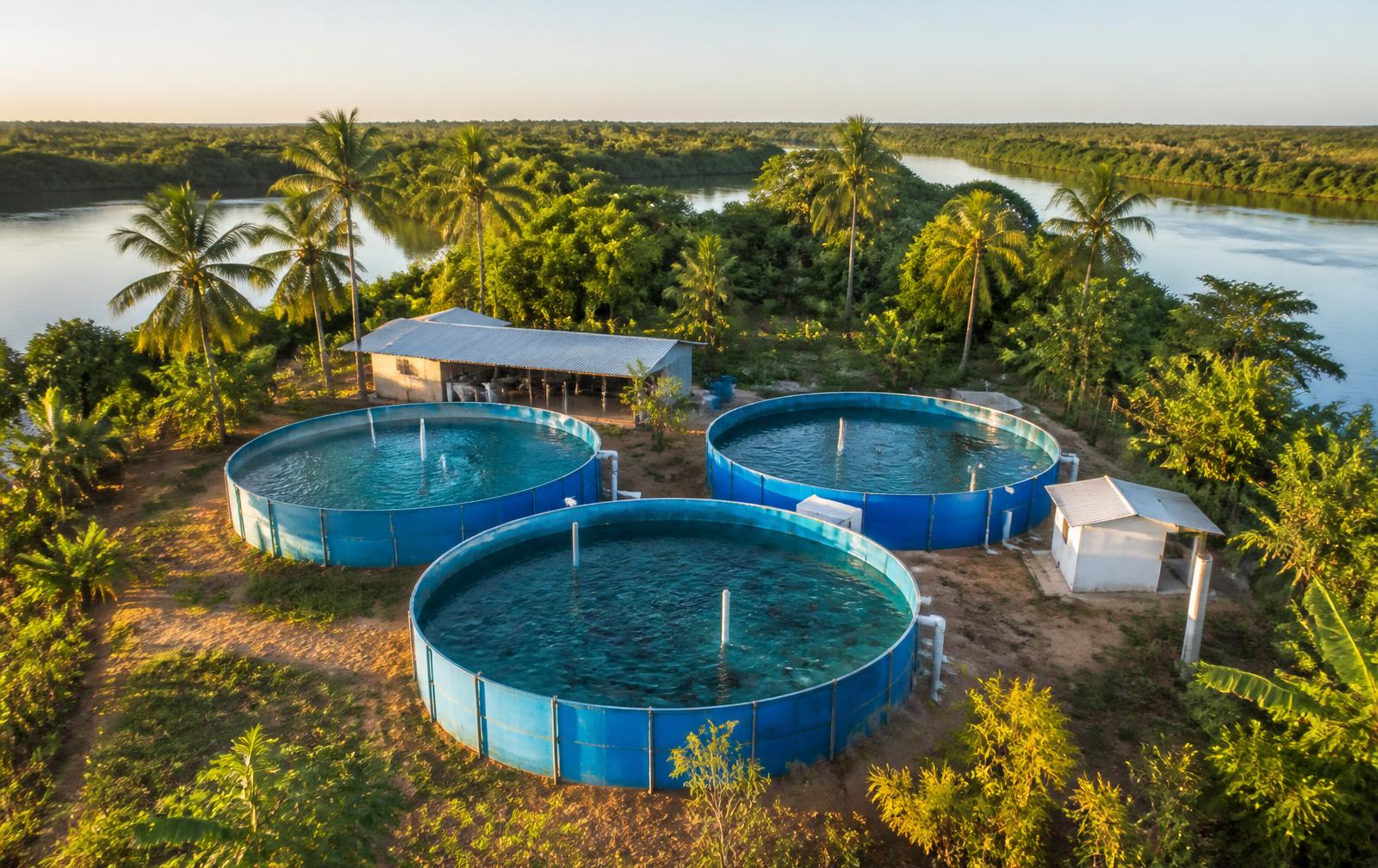 Three round breeding tanks surrounded by palm trees beside an Amazon river